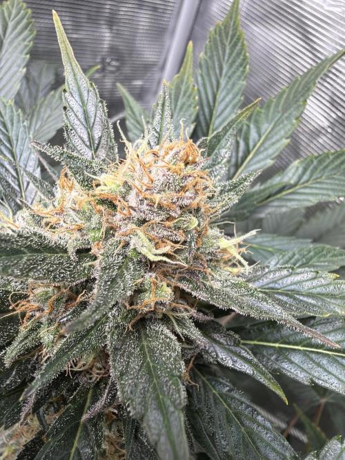 Lemon Cherry Cookies Auto. Week 9