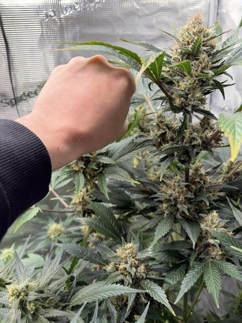 Lemon Cherry Cookies Auto. Week 9