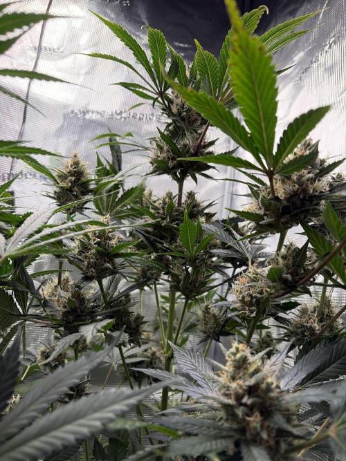 Lemon Cherry Cookies Auto. Week 9