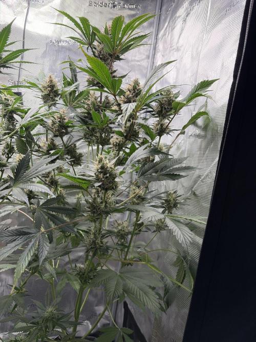Lemon Cherry Cookies Auto. Week 9