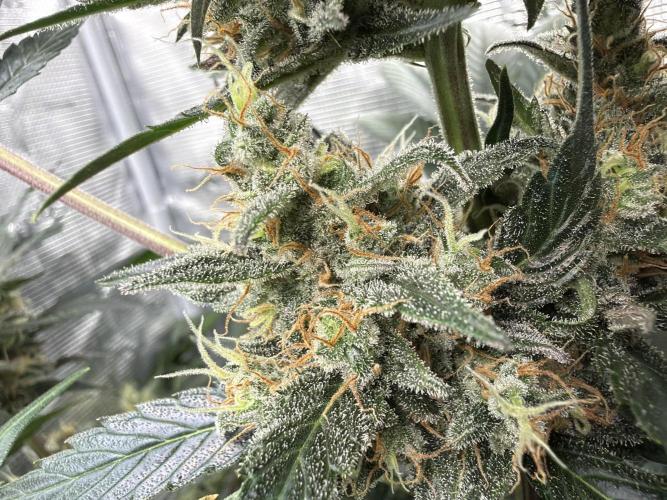 Lemon Cherry Cookies Auto. Week 9