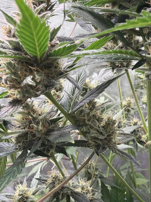Lemon Cherry Cookies Auto. Week 9
