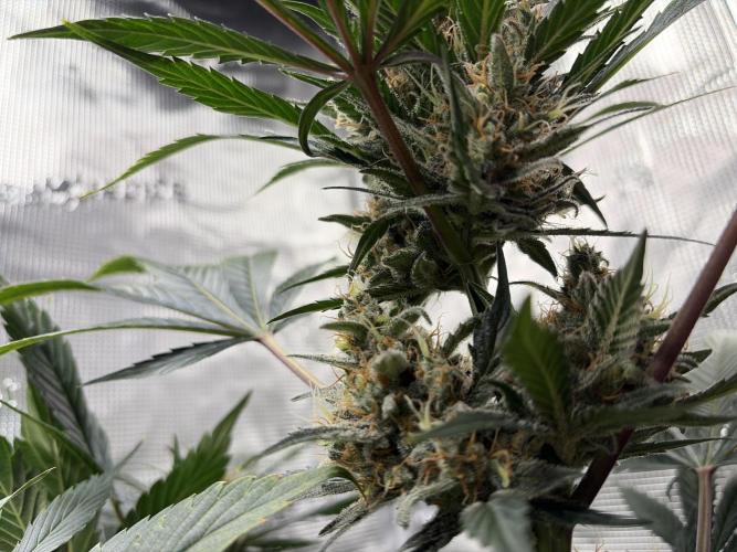 Lemon Cherry Cookies Auto. Week 9