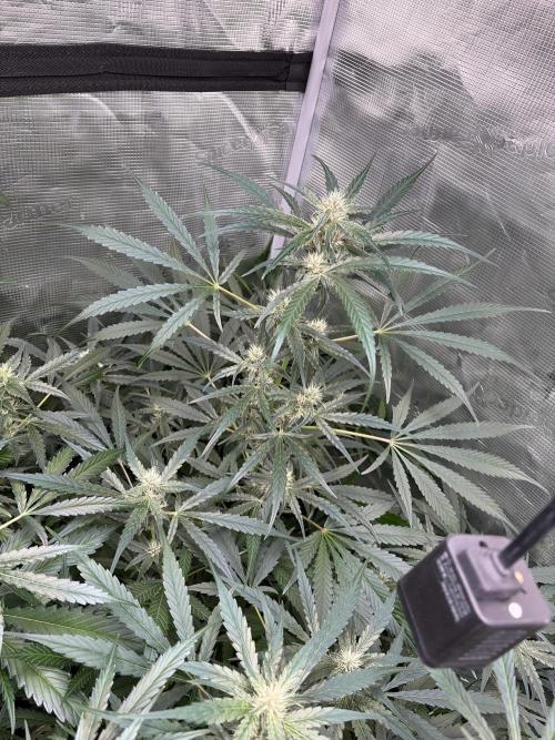 42 fast buds champions line. Week 7 - Guava runtz