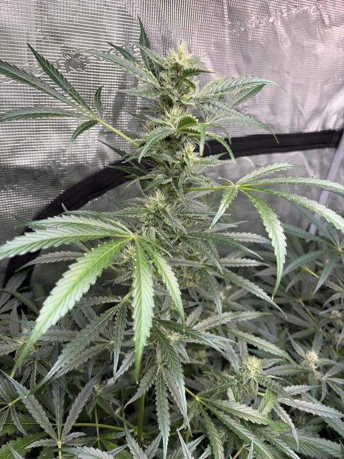 42 fast buds champions line. Week 7 - Banana guava 