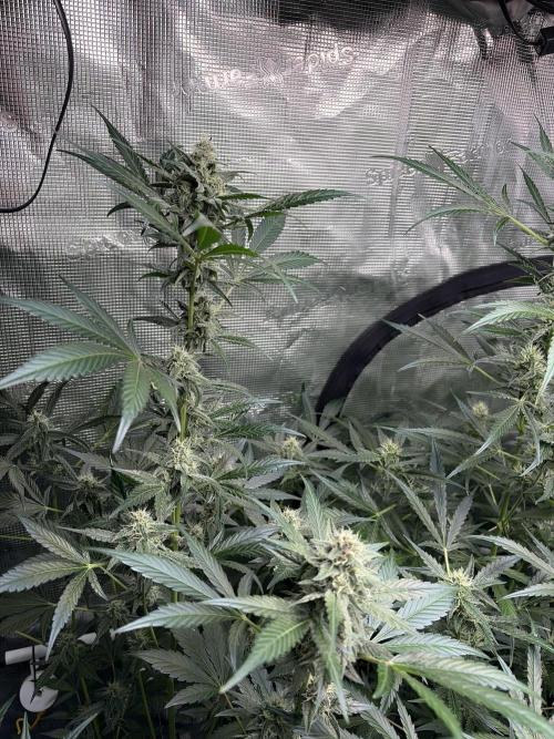 42 fast buds champions line. Week 7 - Guava sundae