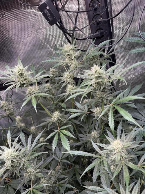 42 fast buds champions line. Week 7 - Mendo guava