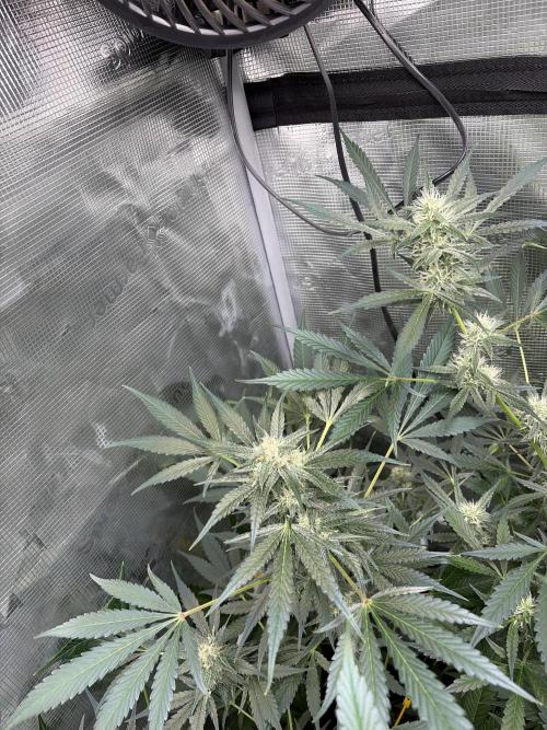 42 fast buds champions line. Week 7 - Frostbanger