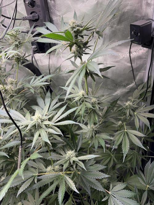 42 fast buds champions line. Week 7 - Mendo Frost 
