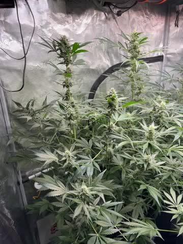 42 fast buds champions line