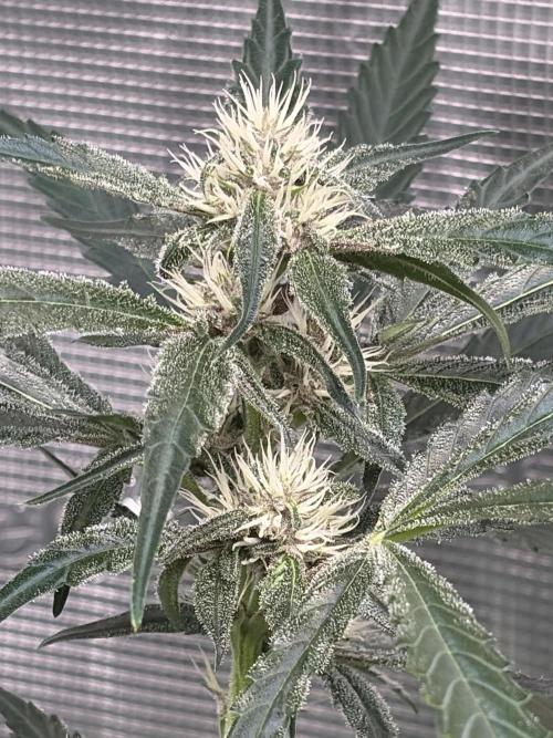 42 fast buds champions line. Week 7 - Guava runtz