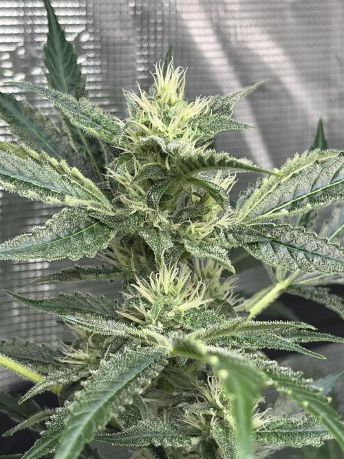 42 fast buds champions line. Week 7 - Banana guava