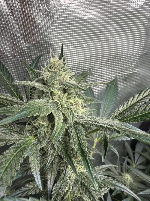 42 fast buds champions line. Week 7 - Guava sundae 