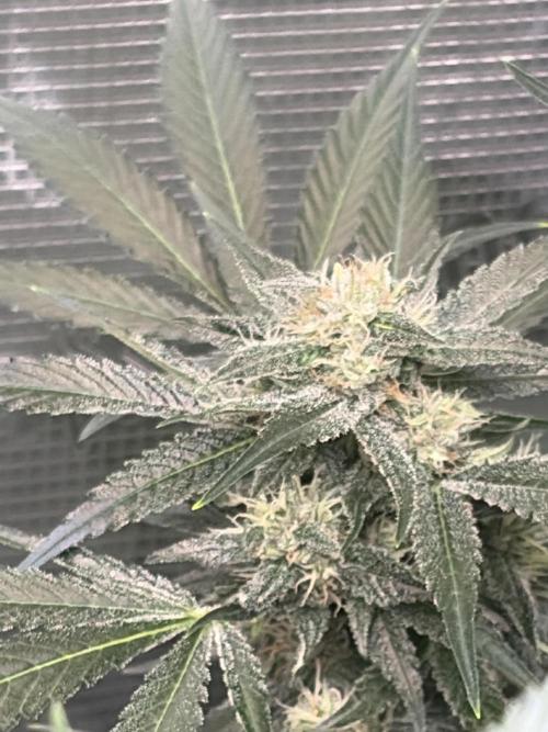 42 fast buds champions line. Week 7 - Frostbanger