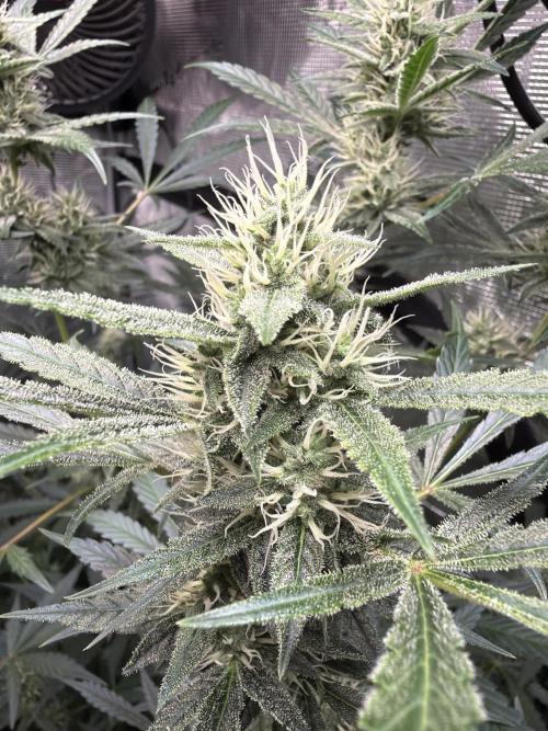 42 fast buds champions line. Week 7 - Mendo guava