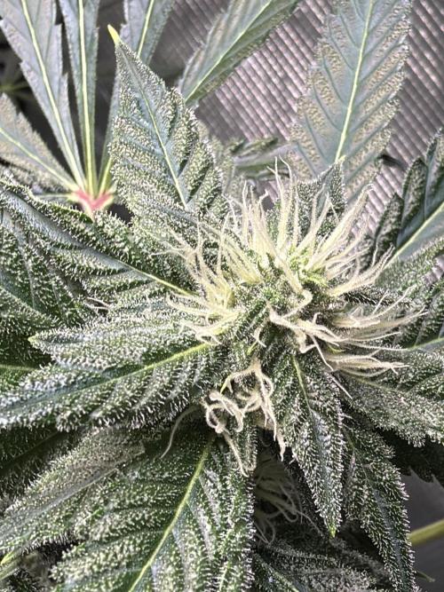 42 fast buds champions line. Week 7 - Mendo frost