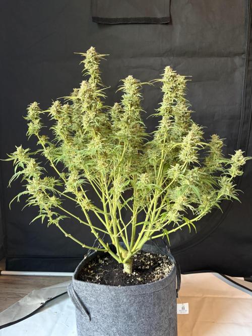 Z-Up Auto. Week 13