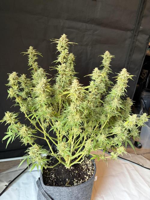 Z-Up Auto. Week 13