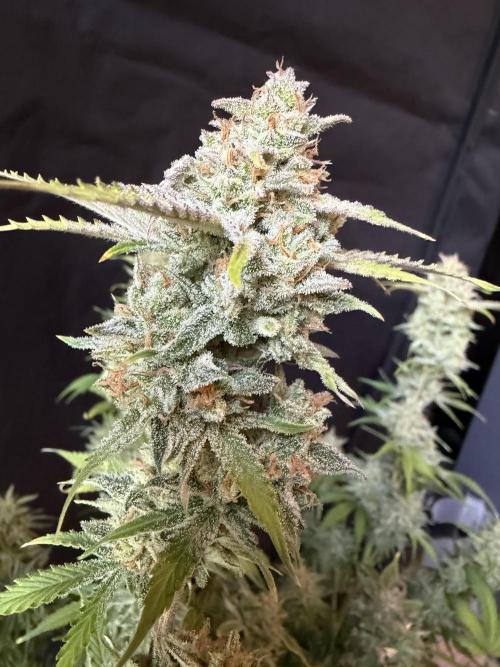 Z-Up Auto. Week 13