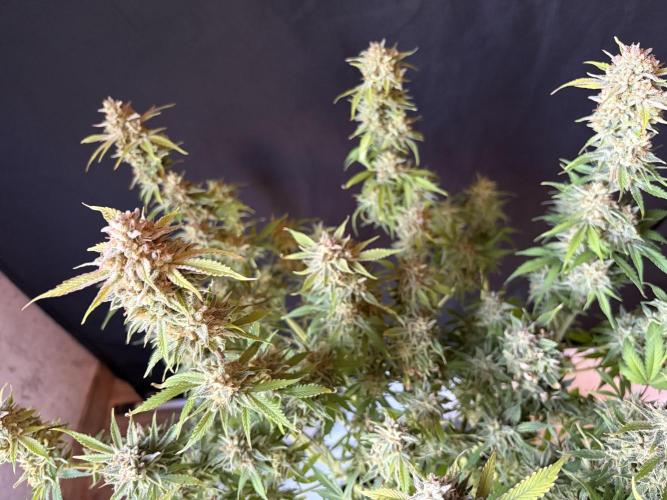 Z-Up Auto. Week 13