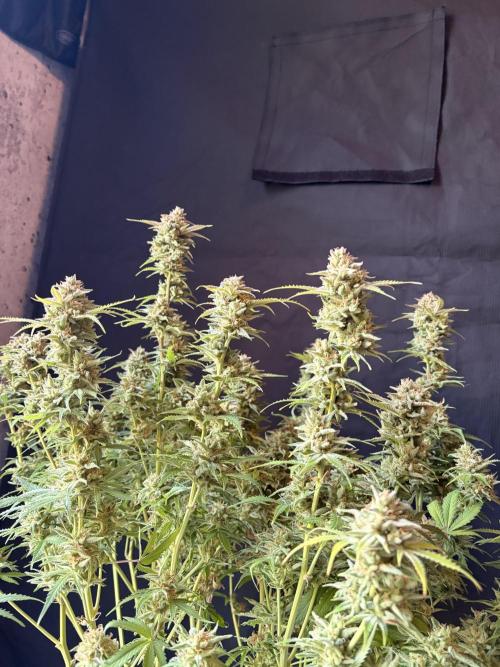 Z-Up Auto. Week 13