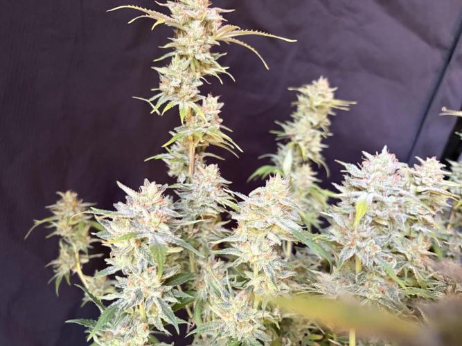 Z-Up Auto. Week 13