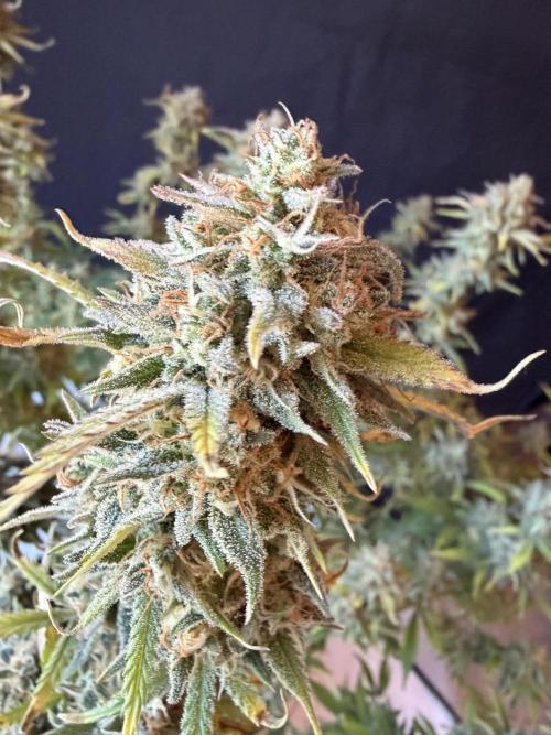 Z-Up Auto. Week 13