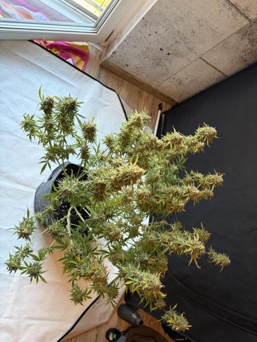 Z-Up Auto. Week 13