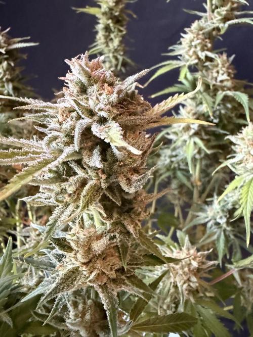 Z-Up Auto. Week 13
