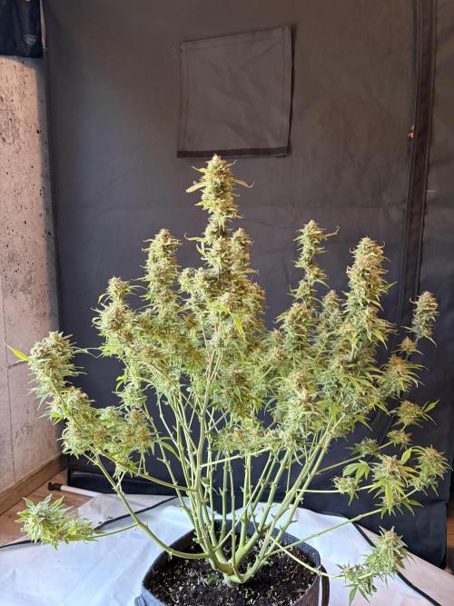Z-Up Auto. Week 13