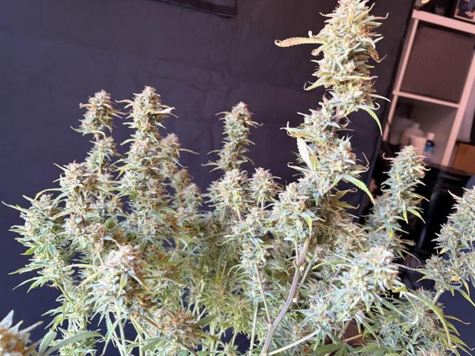Z-Up Auto. Week 13