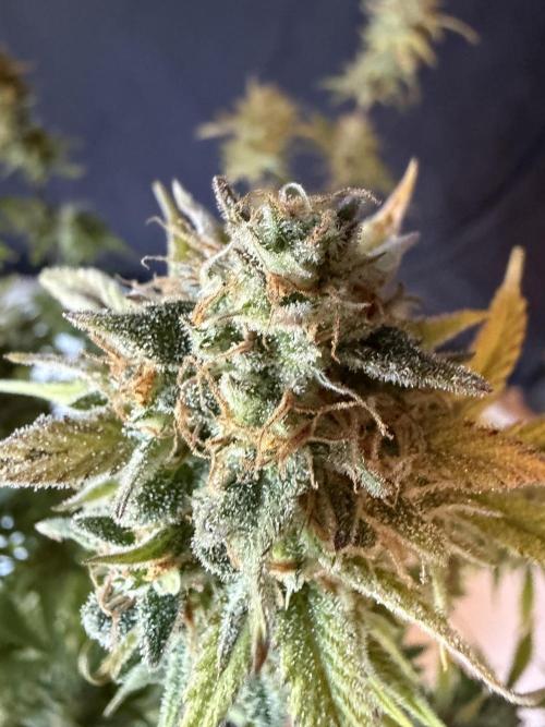 Z-Up Auto. Week 13
