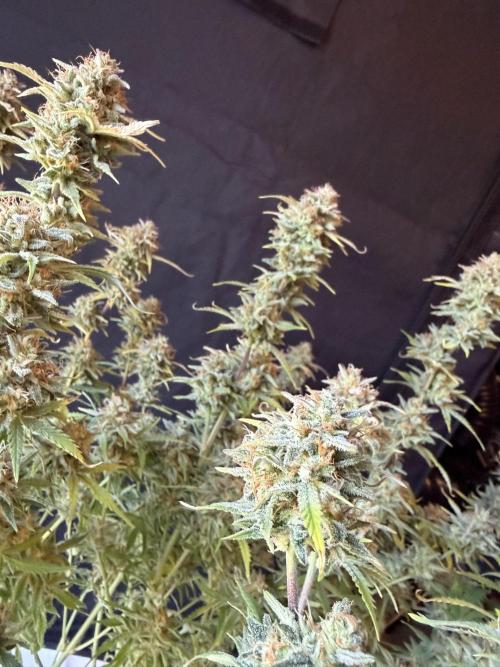 Z-Up Auto. Week 13