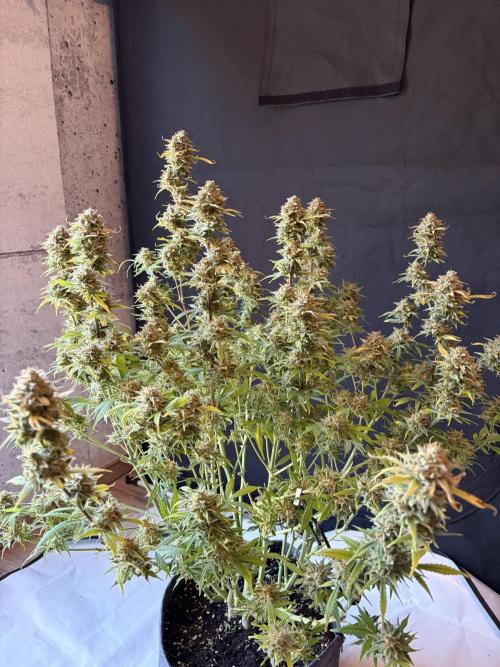 Z-Up Auto. Week 13