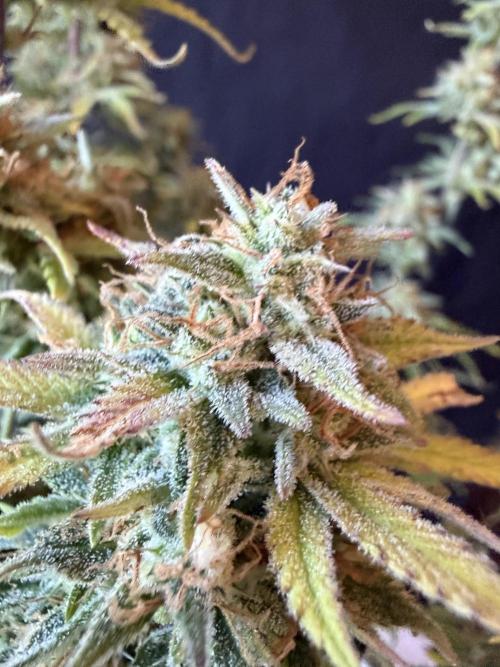 Z-Up Auto. Week 13