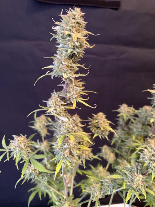 Z-Up Auto. Week 13
