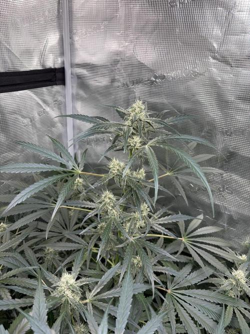 42 fast buds champions line. Week 8 - Guava runtz 