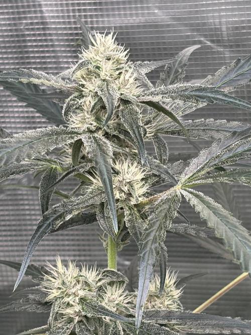 42 fast buds champions line. Week 8