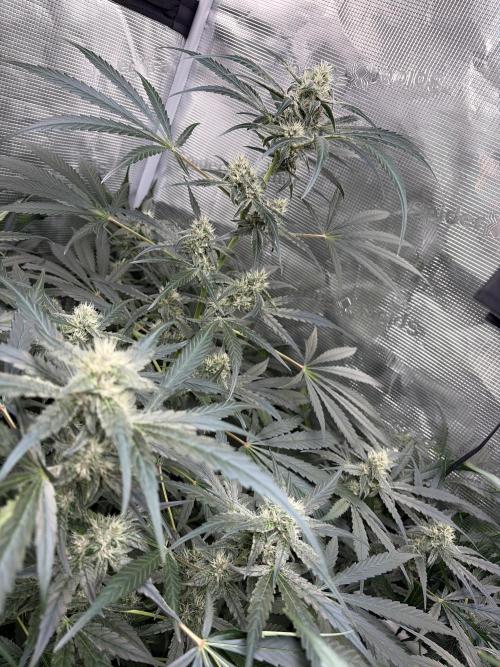 42 fast buds champions line. Week 8