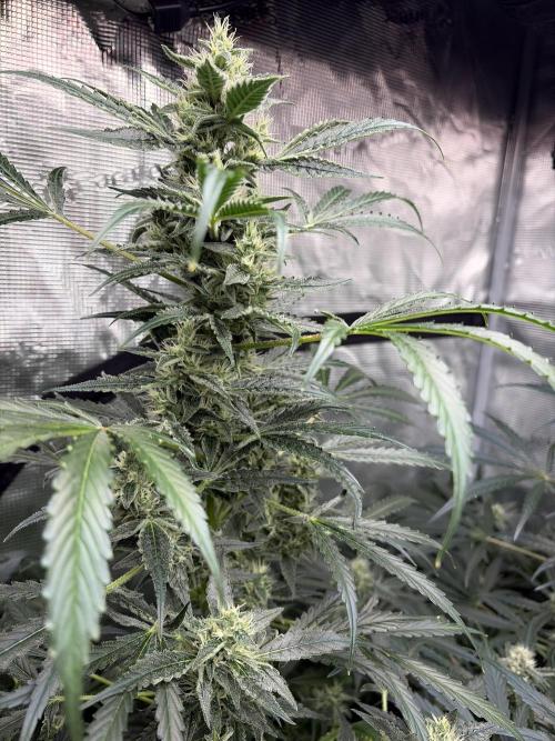 42 fast buds champions line. Week 8 - Banana guava