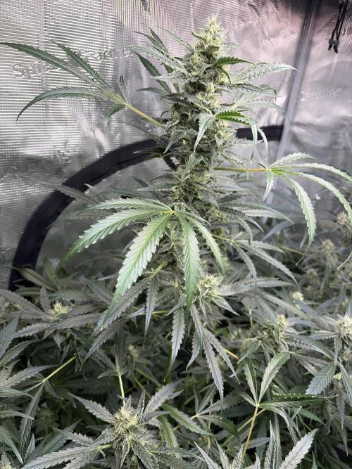 42 fast buds champions line. Week 8