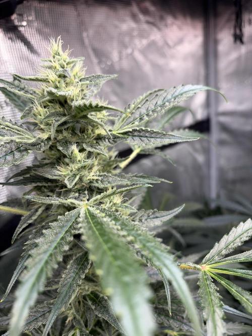 42 fast buds champions line. Week 8