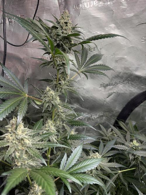 42 fast buds champions line. Week 8 - Guava sundae 