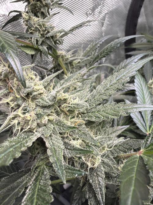 42 fast buds champions line. Week 8