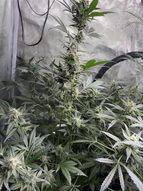 42 fast buds champions line. Week 8