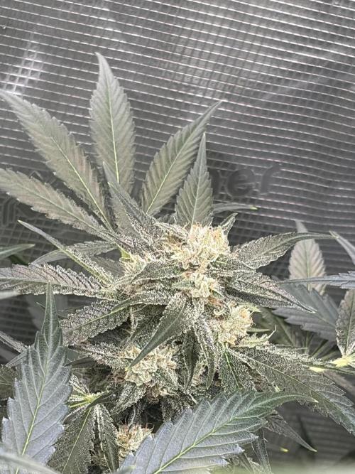42 fast buds champions line. Week 8 - Frost banger