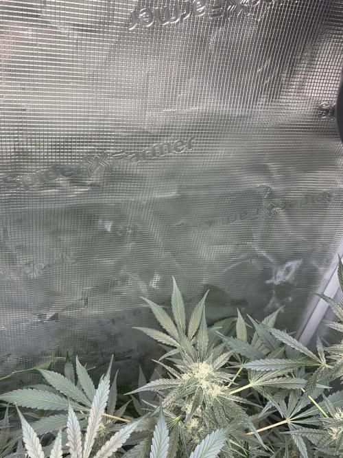 42 fast buds champions line. Week 8