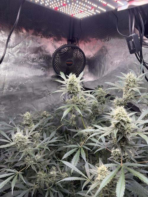 42 fast buds champions line. Week 8 - Mendo guava