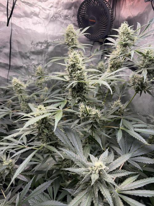 42 fast buds champions line. Week 8