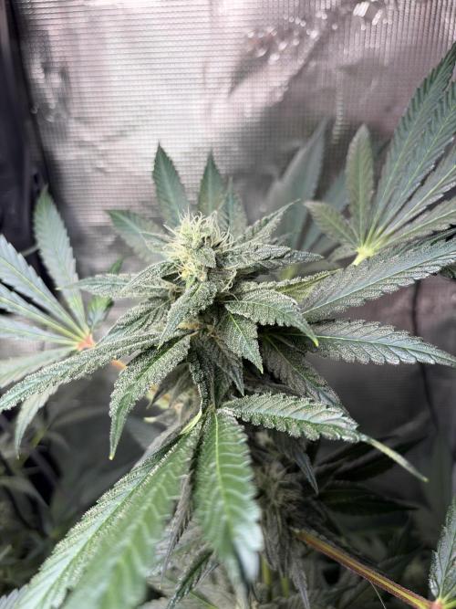 42 fast buds champions line. Week 8 - Mendo Frost 